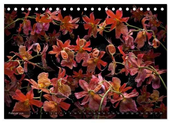 Produktbild: Orchidea (Tischkalender 2026 DIN A5 quer), CALVENDO Monatskalender