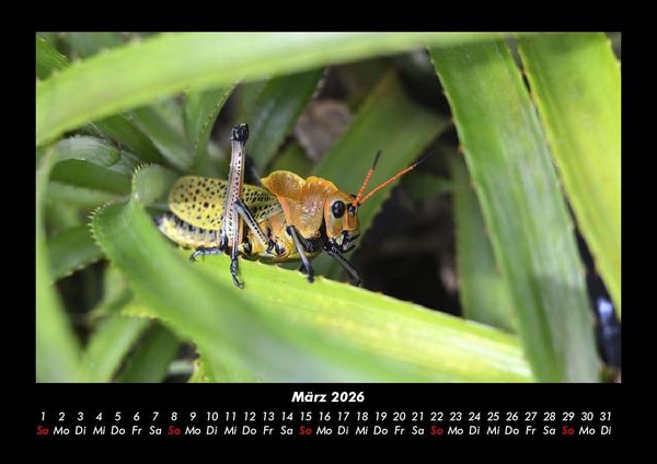 Produktbild: Tierkalender 2026 Fotokalender DIN A3