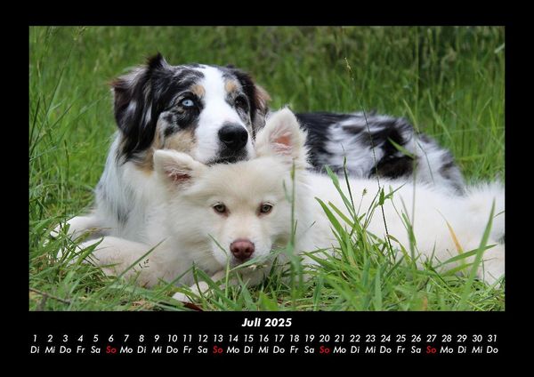 Produktbild: Hunde 2025 Fotokalender DIN A3