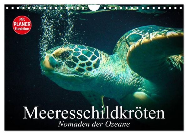 Produktbild: Meeresschildkr&ouml;ten. Nomaden der Ozeane (Wandkalender 2026 DIN A4 quer), CALVENDO Monatskalender
