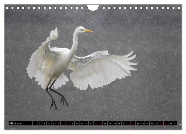 Produktbild: Eleganz in Wei&szlig; - Der Silberreiher (Wandkalender 2026 DIN A4 quer), CALVENDO Monatskalender