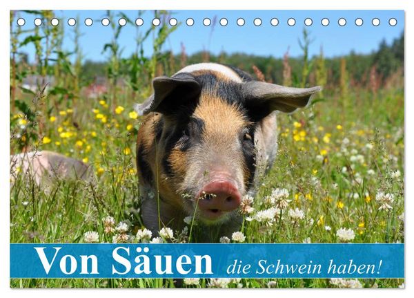 Produktbild: Von S&auml;uen die Schwein haben! (Tischkalender 2026 DIN A5 quer), CALVENDO Monatskalender