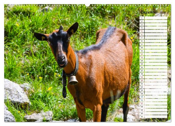 Produktbild: Ziegenfreude (hochwertiger Premium Wandkalender 2026 DIN A2 quer), Kunstdruck in Hochglanz