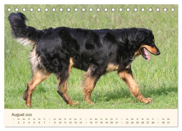 Produktbild: Hovawarte - einmal anders (Tischkalender 2026 DIN A5 quer), CALVENDO Monatskalender