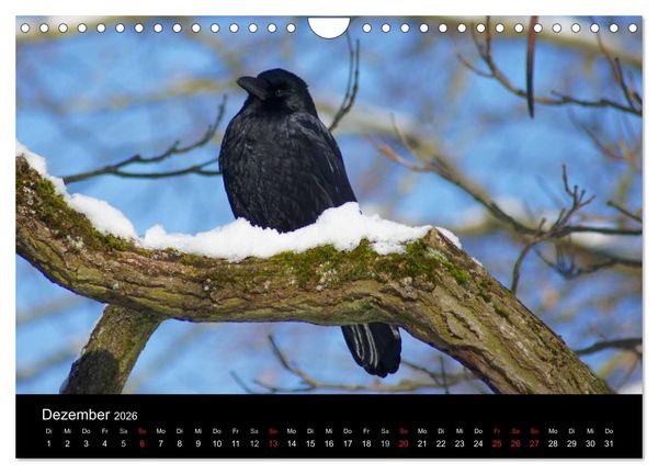 Produktbild: Das Leben der Rabenv&ouml;gel (Wandkalender 2026 DIN A4 quer), CALVENDO Monatskalender