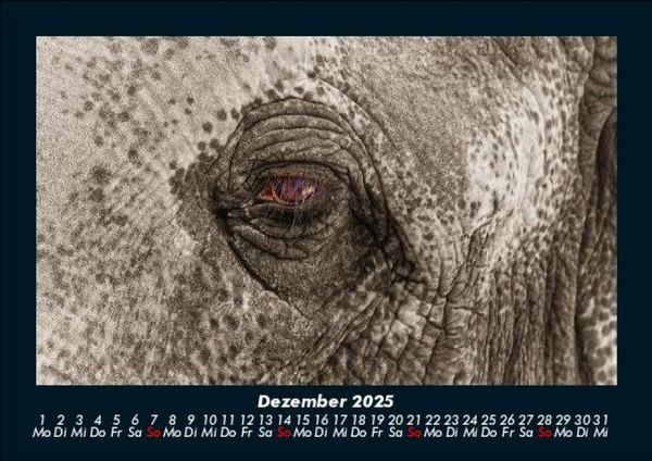 Produktbild: Elefanten - Die sanften Riesen Afrikas 2025 Fotokalender DIN A5