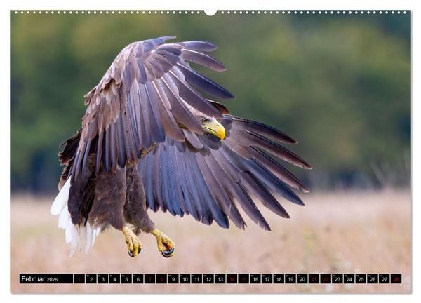 Produktbild: Seeadler in Polen (Wandkalender 2026 DIN A2 quer), CALVENDO Monatskalender
