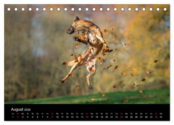Produktbild: Belgischer Sch&auml;ferhund - Der Malinois in Action (Tischkalender 2026 DIN A5 quer), CALVENDO Monatskalender
