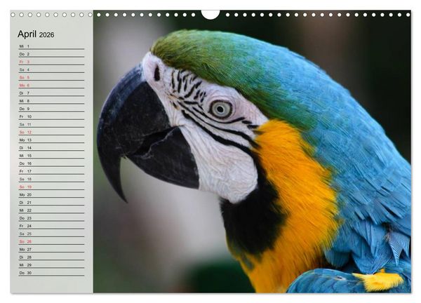 Produktbild: Papageien. Bunt, laut und klug (Wandkalender 2026 DIN A3 quer), CALVENDO Monatskalender