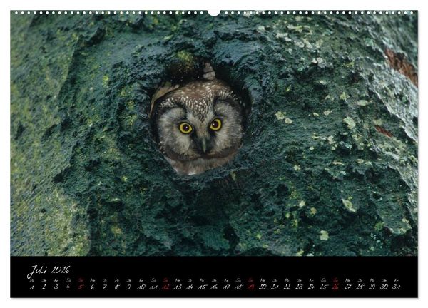 Produktbild: Heimische Eulen und Greife (hochwertiger Premium Wandkalender 2026 DIN A2 quer), Kunstdruck in Hochglanz