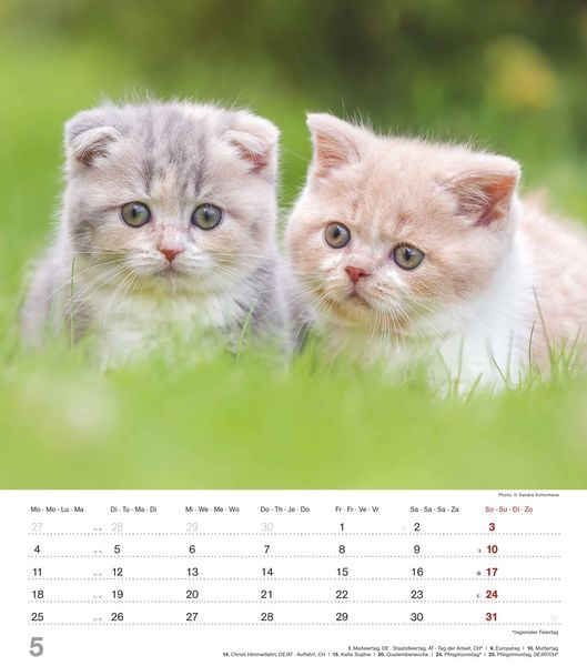Produktbild: Niedliche Katzenkinder 2026 - Wand-Kalender - Tier-Kalender - 30x34