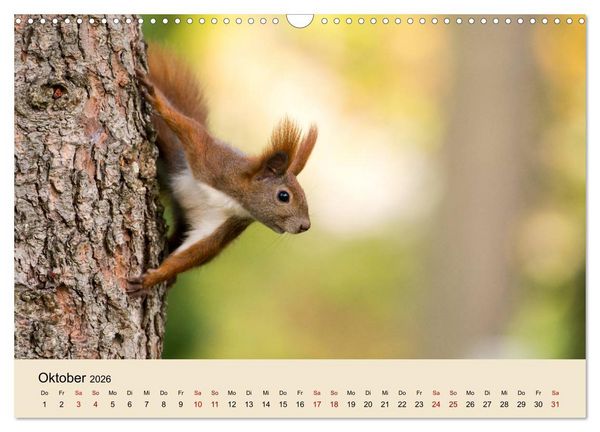 Produktbild: Eichh&ouml;rnchen in Berlin (Wandkalender 2026 DIN A3 quer), CALVENDO Monatskalender