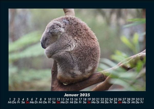 Produktbild: Koala 2025 Fotokalender DIN A5