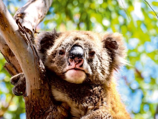 Produktbild: CALVENDO Puzzle Koalas - Sunshine Coast - QLD 1000 Teile Puzzle quer | 1000 Teile Lege-Gr&ouml;&szlig;e 64 &times; 48 cm Foto-Puzzle f&uuml;r gl&uuml;ckliche Stunden