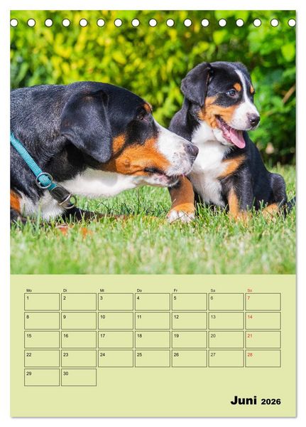Produktbild: Familienplaner Gro&szlig;er Schweizer Sennenhund (Tischkalender 2026 DIN A5 hoch), CALVENDO Monatskalender