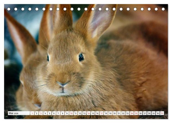 Produktbild: Kaninchen und Hasen (Tischkalender 2026 DIN A5 quer), CALVENDO Monatskalender
