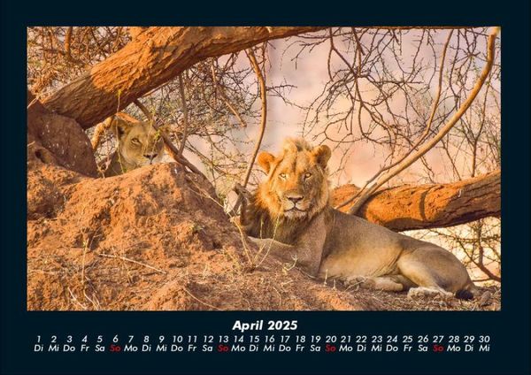 Produktbild: L&ouml;wen in der Wildnis 2025 Fotokalender DIN A4
