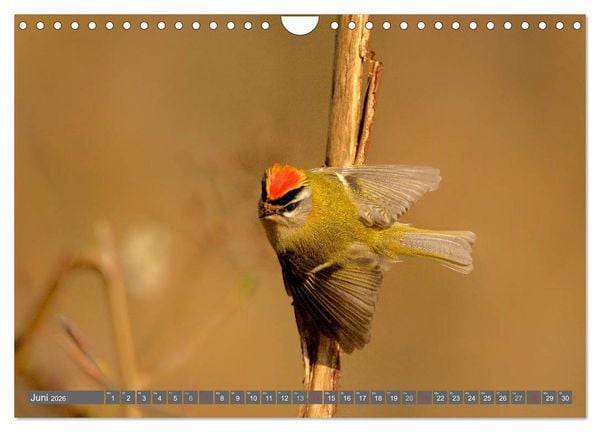 Produktbild: INNE BOTANIK - V&ouml;gel im Ruhrpott (Wandkalender 2026 DIN A4 quer), CALVENDO Monatskalender