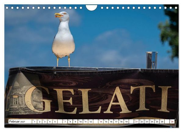 Produktbild: M&ouml;wen- Botschafter des Windes (Wandkalender 2027 DIN A4 quer), CALVENDO Monatskalender