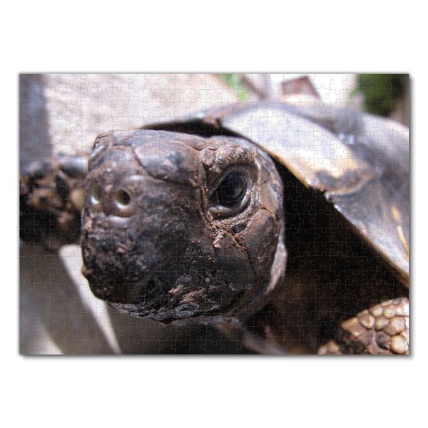Produktbild: Lais Puzzle Schildkr&ouml;te 500 Teile