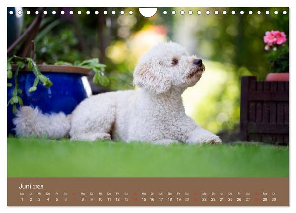 Produktbild: Pudel (Wandkalender 2026 DIN A4 quer), CALVENDO Monatskalender
