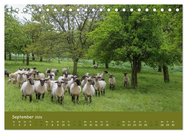 Produktbild: Steink&auml;uze (Athene noctua) (Tischkalender 2026 DIN A5 quer), CALVENDO Monatskalender
