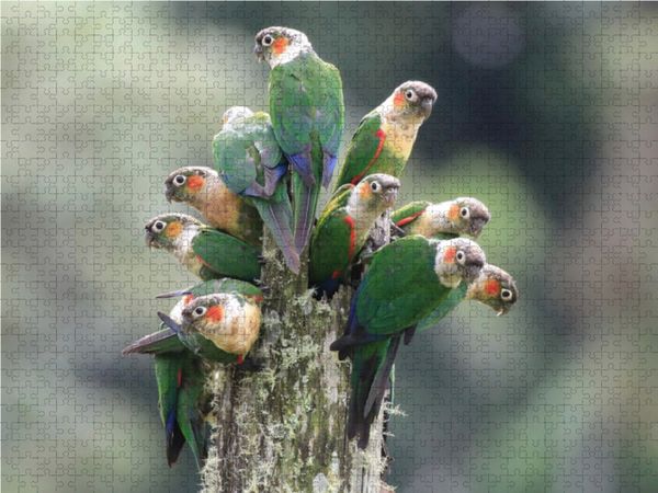 Produktbild: CALVENDO Puzzle Ein Motiv aus dem Kalender Birds of Ecuador | 1000 Teile Lege-Gr&ouml;&szlig;e 64x48cm Foto-Puzzle f&uuml;r gl&uuml;ckliche Stunden
