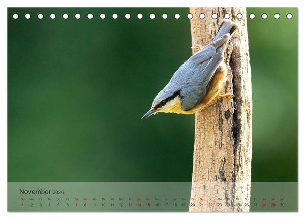 Produktbild: Fantastische Vogelwelt Slowenien (Tischkalender 2026 DIN A5 quer), CALVENDO Monatskalender