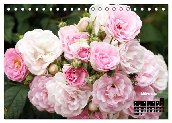 Produktbild: Magie der Rosen (Tischkalender 2026 DIN A5 quer), CALVENDO Monatskalender