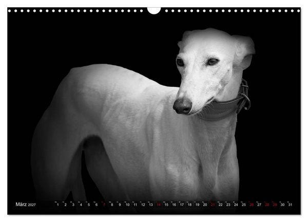 Produktbild: Galgo Espa&ntilde;ol - der spanische Windhund 2027 (Wandkalender 2027 DIN A3 quer), CALVENDO Monatskalender