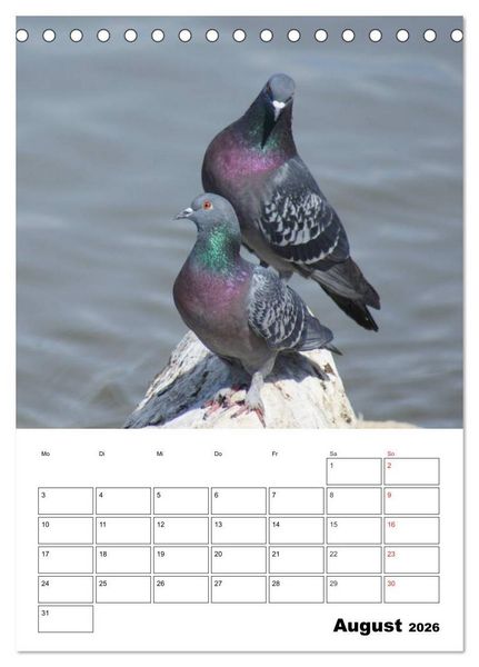 Produktbild: Tauben Terminplaner (Tischkalender 2026 DIN A5 hoch), CALVENDO Monatskalender