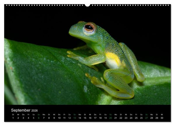 Produktbild: Costa Rica - Faszination Fr&ouml;sche (hochwertiger Premium Wandkalender 2026 DIN A2 quer), Kunstdruck in Hochglanz