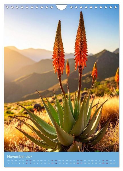 Produktbild: Succulents in Many Shapes (Wall Calendar 2027 DIN A4 portrait), CALVENDO 12 Month Wall Calendar