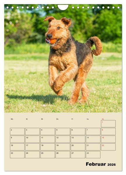 Produktbild: Airedale Terrier - Temperament auf 4 Pfoten (Wandkalender 2026 DIN A4 hoch), CALVENDO Monatskalender