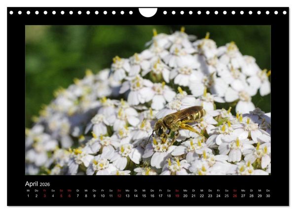 Produktbild: Die Wildbienen Deutschlands (Wandkalender 2026 DIN A4 quer), CALVENDO Monatskalender