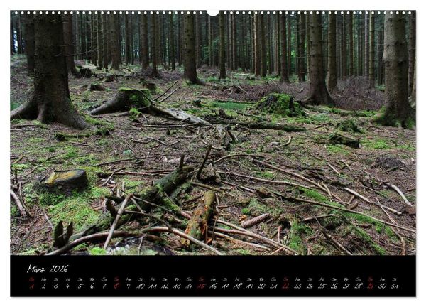 Produktbild: Wald (hochwertiger Premium Wandkalender 2026 DIN A2 quer), Kunstdruck in Hochglanz