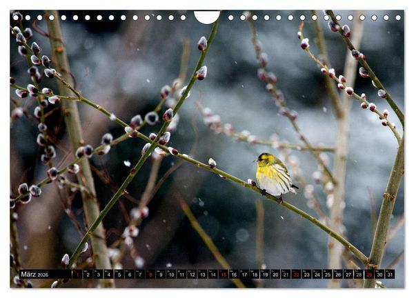 Produktbild: Gartenv&ouml;gel (Wandkalender 2026 DIN A4 quer), CALVENDO Monatskalender