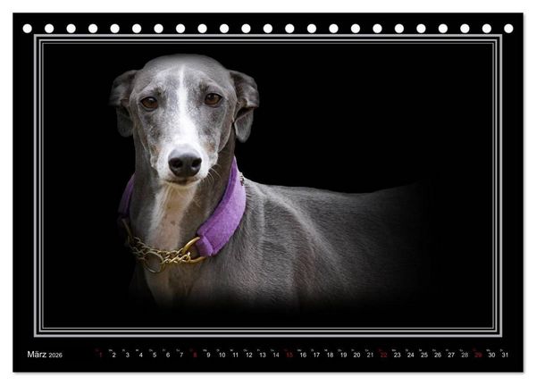 Produktbild: Galgo Espa&ntilde;ol 2026- Der spanische Windhund (Tischkalender 2026 DIN A5 quer), CALVENDO Monatskalender