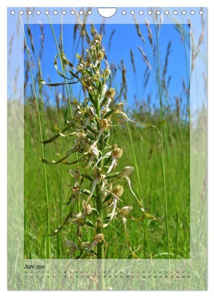 Produktbild: Deutschlands wilde Orchideen (Wandkalender 2026 DIN A4 hoch), CALVENDO Monatskalender