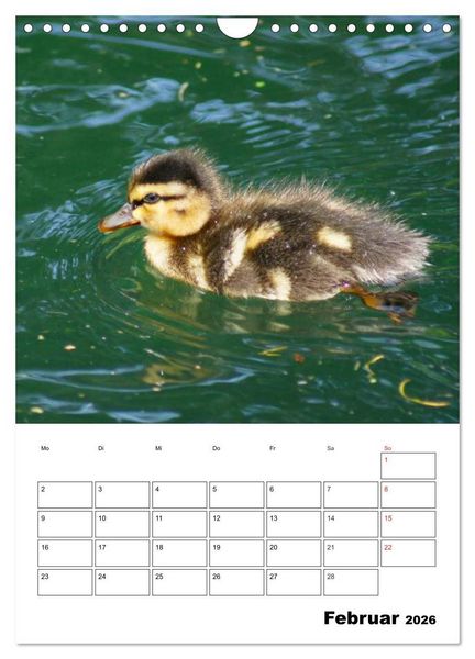 Produktbild: Liebenswerte Enten (Wandkalender 2026 DIN A4 hoch), CALVENDO Monatskalender