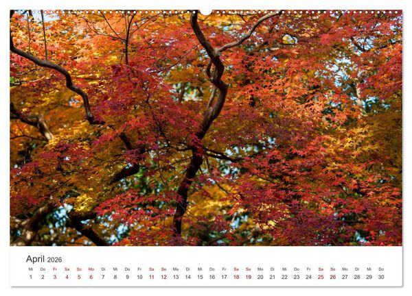 Produktbild: Japanischer Herbst und Laub (Wandkalender 2026 DIN A2 quer), CALVENDO Monatskalender