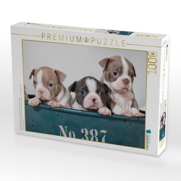 Produktbild: CALVENDO Puzzle Colored Boston Terrier Geschwister Lilac und Blue / White | 1000 Teile Lege-Gr&ouml;&szlig;e 64x48cm Foto-Puzzle f&uuml;r gl&uuml;ckliche Stunden
