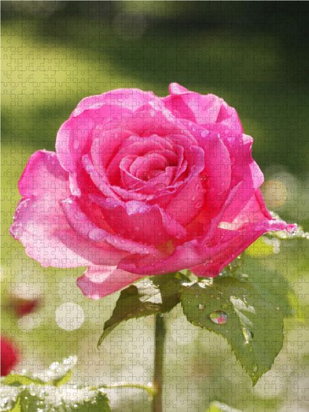 Produktbild: CALVENDO Puzzle Rose 'Duftrausch' nach dem Regen 1000 Teile Lege-Gr&ouml;&szlig;e 48 x 64 cm Foto-Puzzle Bild von Gisela Kruse