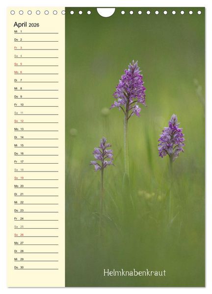 Produktbild: Wildwachsende Orchideen in Bayern (Wandkalender 2026 DIN A4 hoch), CALVENDO Monatskalender