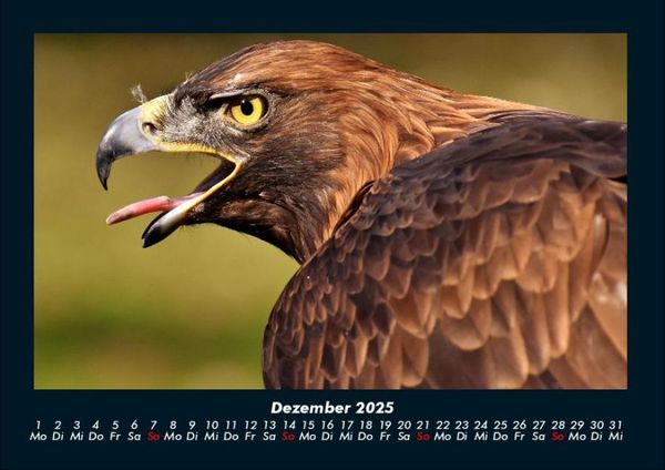 Produktbild: Welt der V&ouml;gel 2025 Fotokalender DIN A4