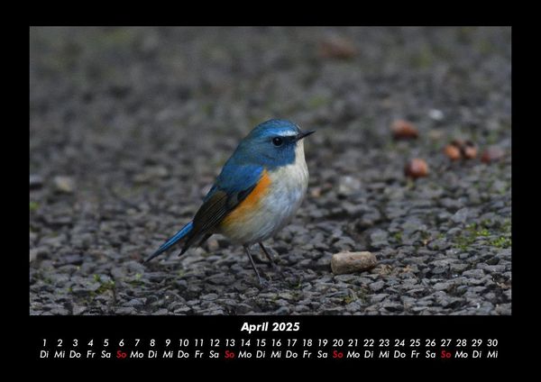 Produktbild: Tiere in der Wildnis 2025 Fotokalender DIN A3