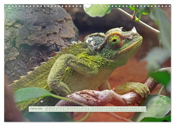 Produktbild: Cham&auml;leons (Wandkalender 2026 DIN A3 quer), CALVENDO Monatskalender
