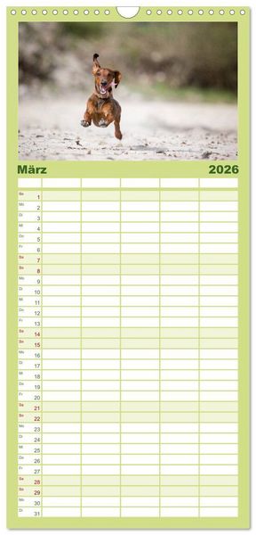 Produktbild: Familienplaner 2026 - DACKEL DACHSHUND TECKEL 2026 mit 5 Spalten (Wandkalender, 21 x 45 cm) CALVENDO