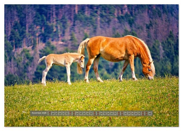 Produktbild: Die besonderen Haflinger-Pferde (Wandkalender 2026 DIN A3 quer), CALVENDO Monatskalender