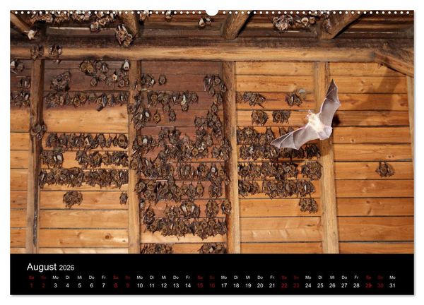 Produktbild: Flederm&auml;use - J&auml;ger der Nacht (hochwertiger Premium Wandkalender 2026 DIN A2 quer), Kunstdruck in Hochglanz